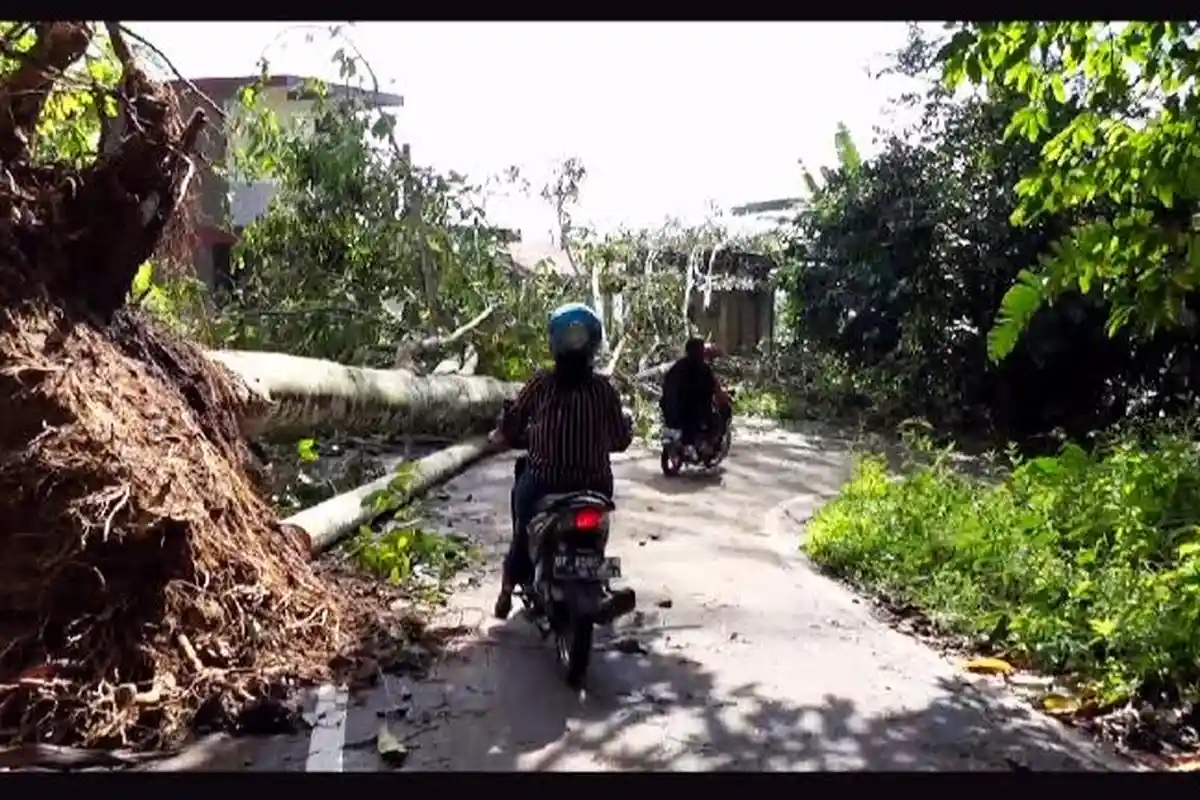 Hati-hati, Banyak Pohon Tumbang Menuju Negeri di Atas Awan Toraja Utara