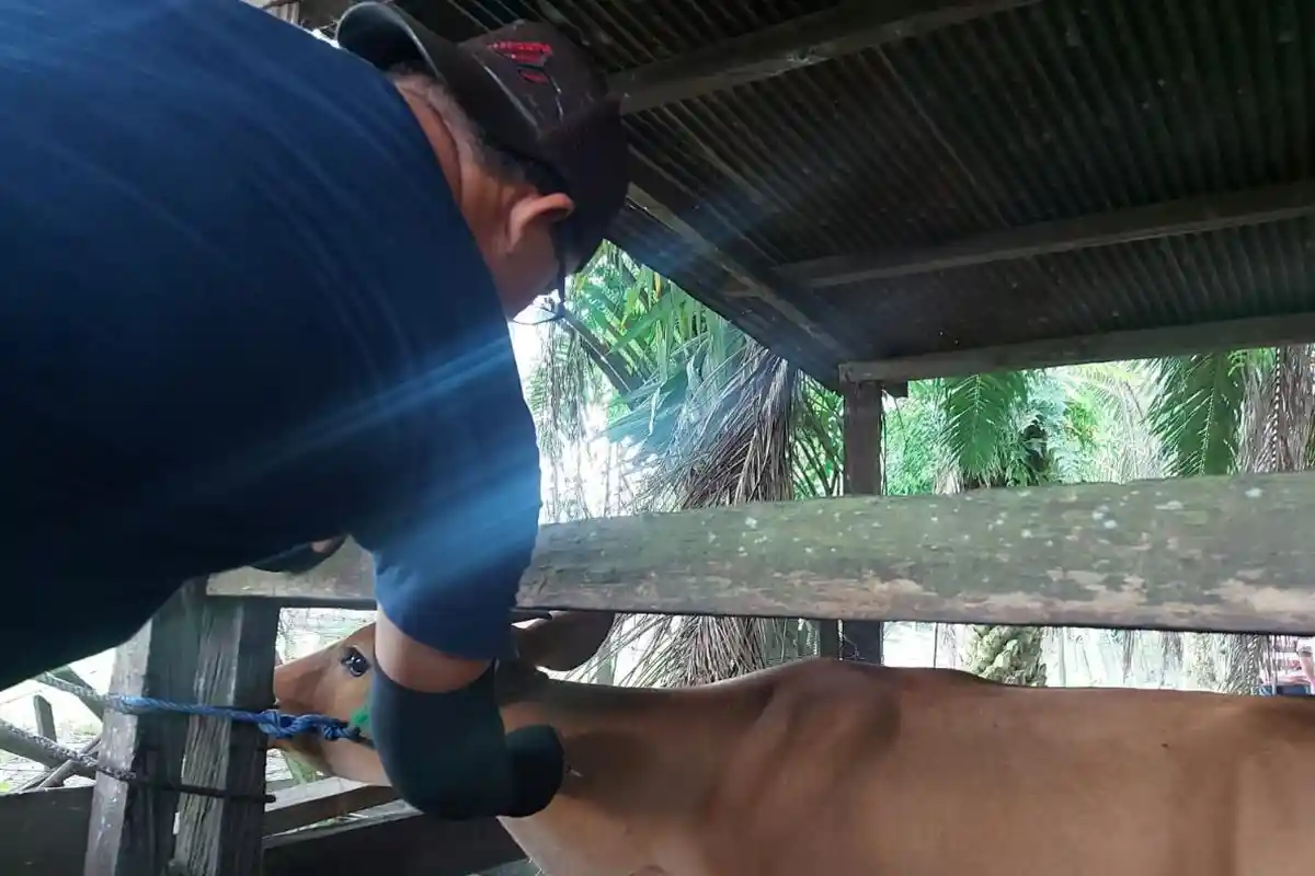 Cegah Terjangkit PMK, Ribuan Ekor Sapi di Penajam Paser Utara Bakal Diberikan Vaksin Booster