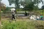 Panen Jagung KT Mekarsari Tumbuhkan Harapan di Pangkalan Pisang