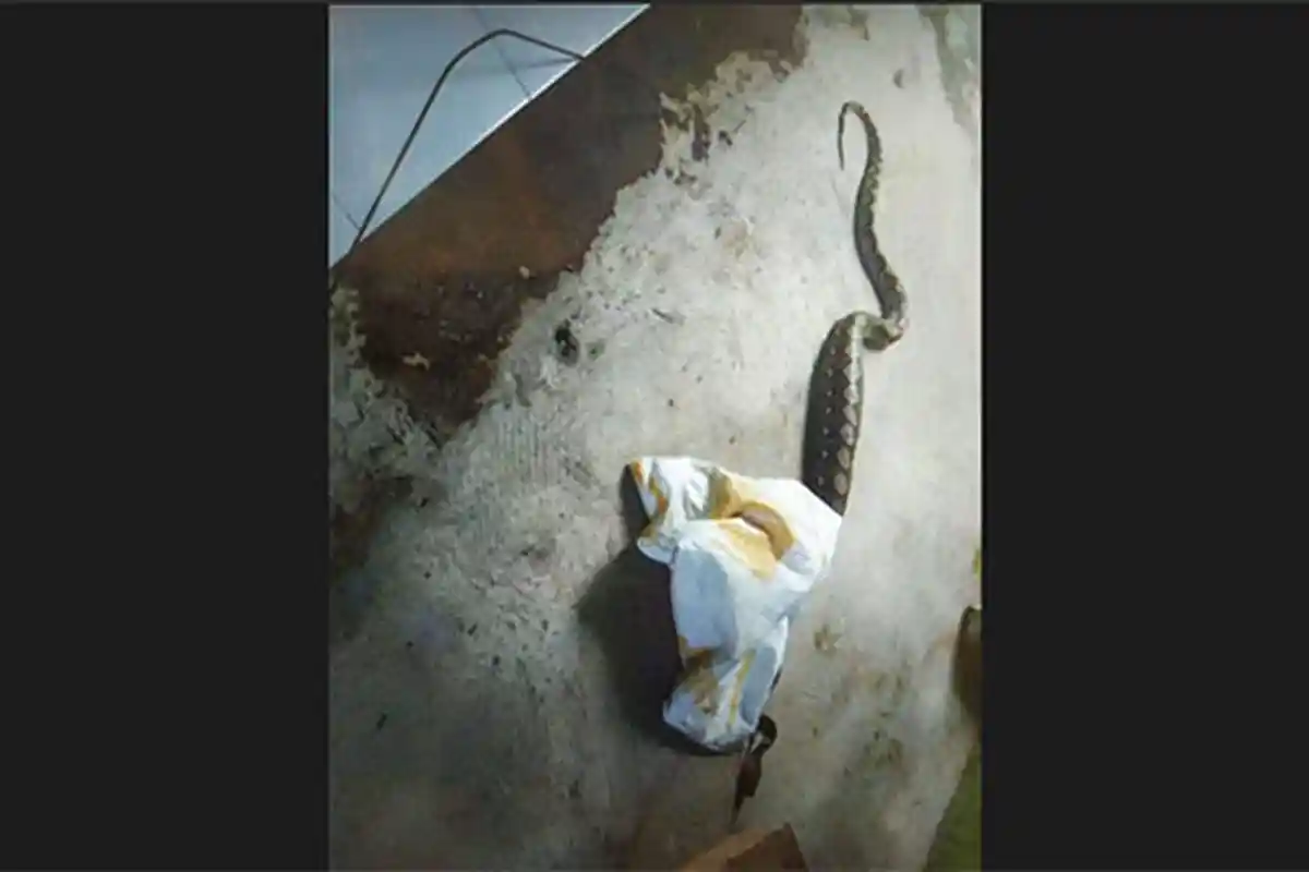 Seekor Ular Piton Ditangkap Dalam Indekos di Denpasar, Keluarkan Bau Menyengat dari Tubuhnya