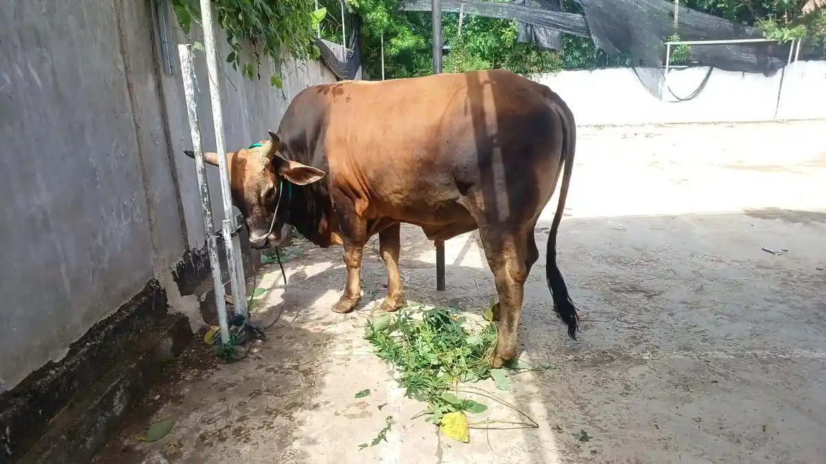Berat Sapi Kurban Presiden Prabowo di Masjid Al-Ikhlas Halilulik Capai 817 Kg