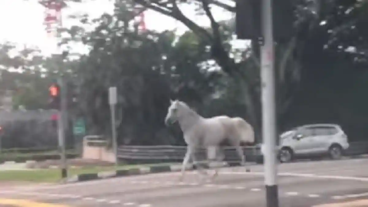 Viral, Kuda Putih Berkeliaran di Jalan Raya Singapura, Ini Kata Pemiliknya