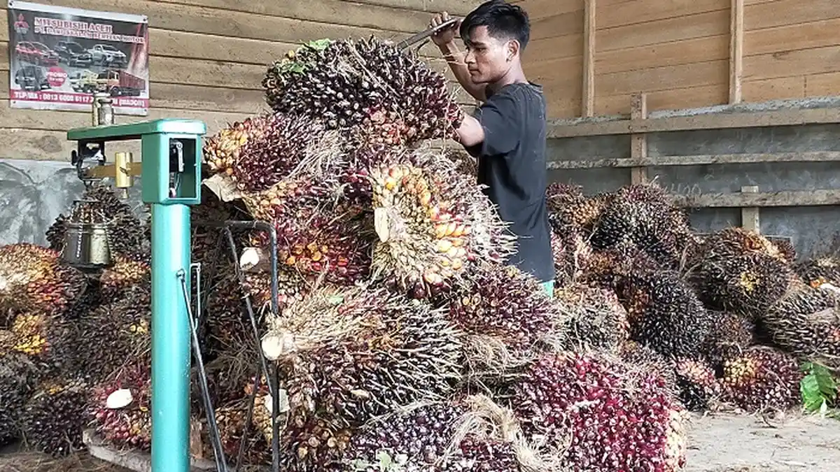 Harga Sawit di Aceh Timur Capai Rp 1.500 per Kg, Hasil Panen Menurun