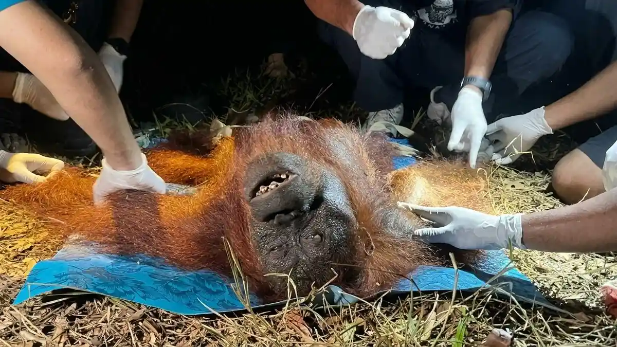 Karhutla di Kotim Kalteng Ancam Habitat Orangutan, Personel BKSDA ...