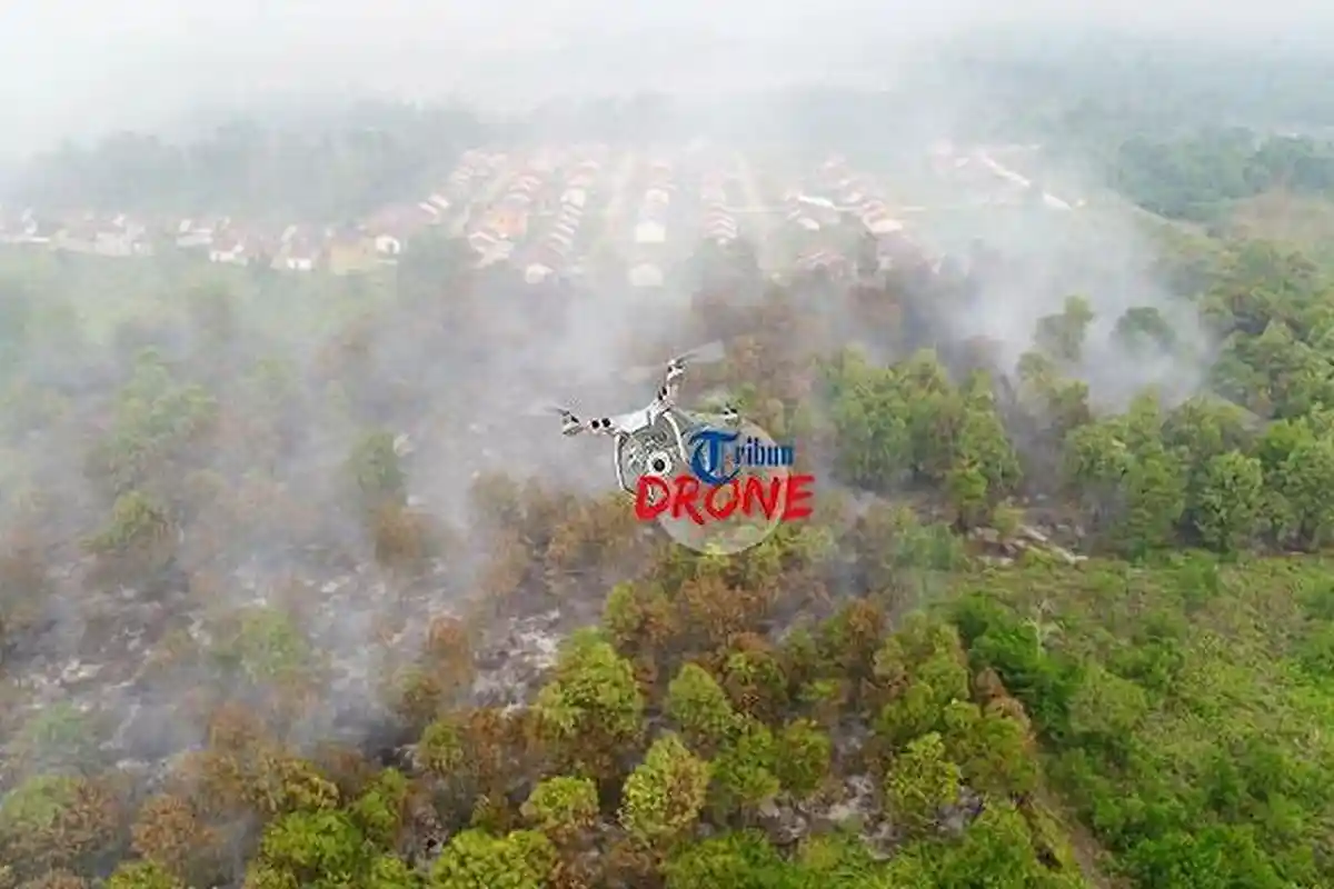 4 Orang Tewas hingga Ular Piton Terjebak Api, Akibat Kebakaran Lahan dan Hutan di Kalimantan Barat