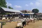 Kambing-yang-dijual-untuk-hewan-kurban-saat-Idul-Adha-2024.jpg