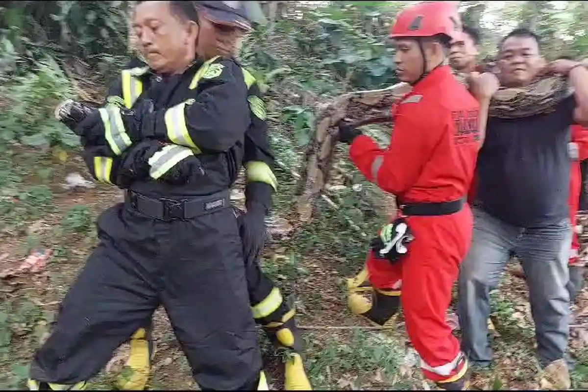 Detik-detik Evakuasi Ular Piton Sepanjang 9 Meter dari Kebun Warga di Bengkulu