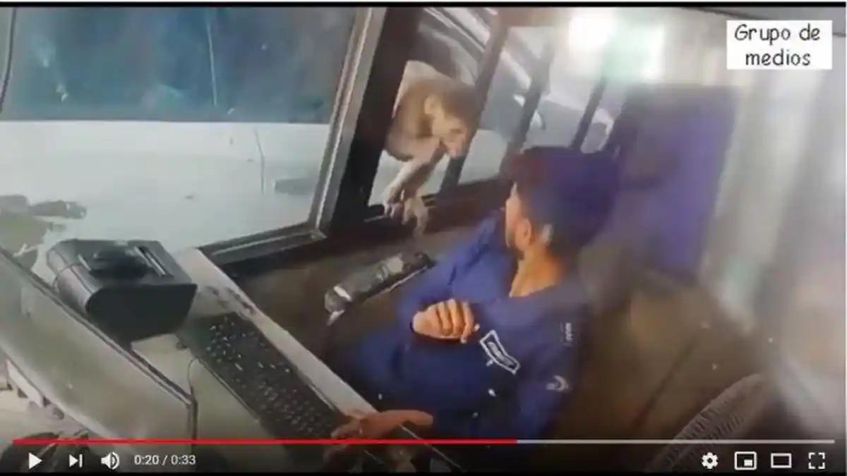 Video Viral, Video Monyet Keluar dari Mobil Curi Uang di Kasir Pintu Tol