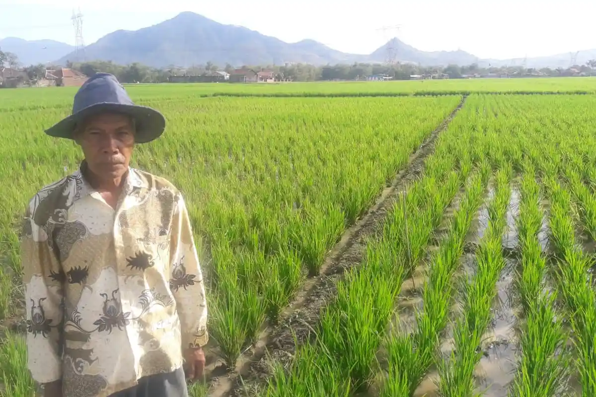 Distan Akan Berikan Penyuluhan Kepada Petani untuk Racik Obat Anti Hama