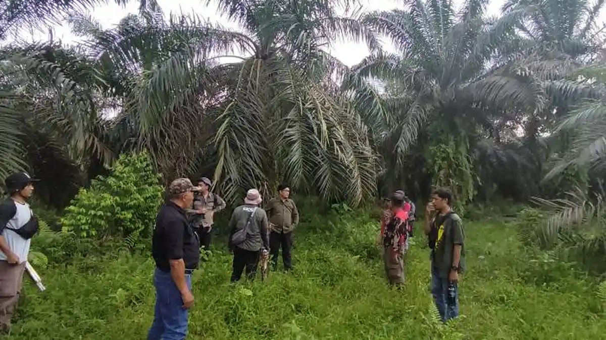 Harimau Sumatera Muncul di Langkat, Tim Gabungan Lakukan Ini untuk Pengusiran