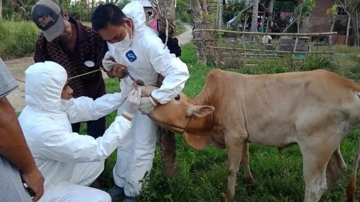 Kasus PMK di Aceh Jaya Berkurang