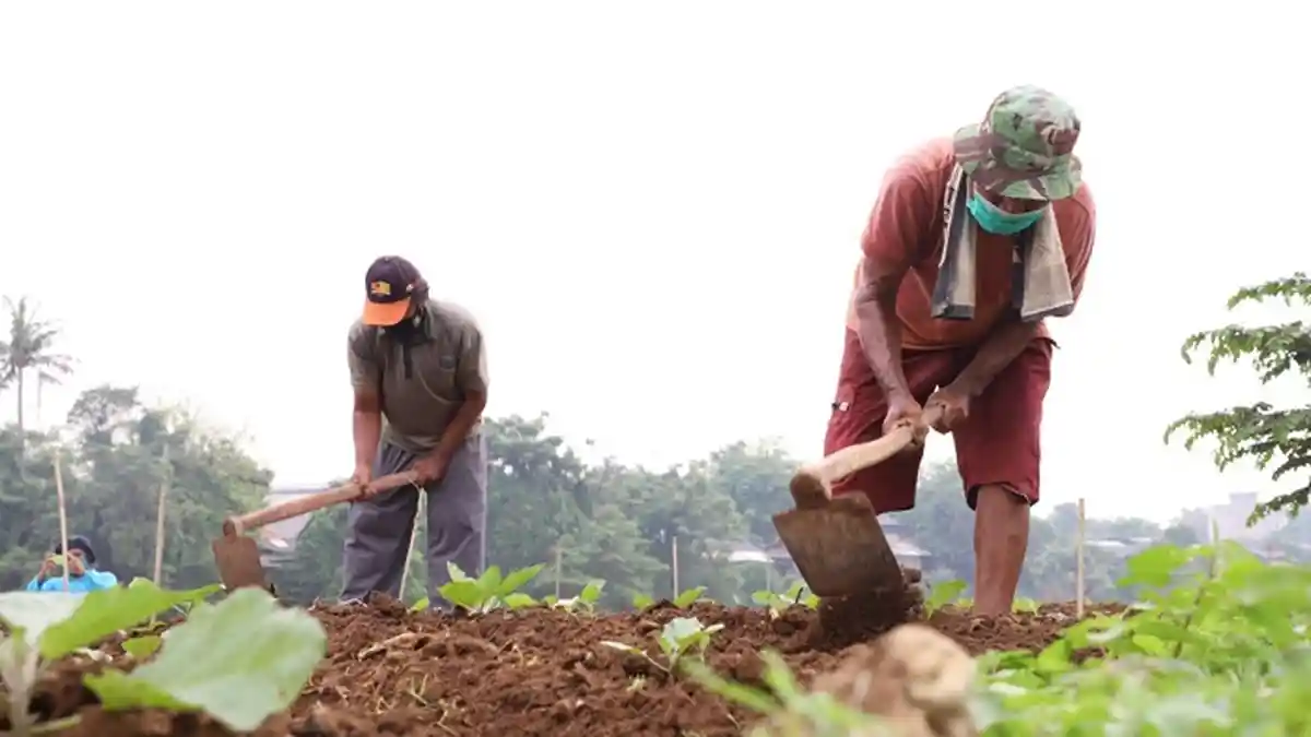 Sulap Kawasan Kumuh, Bantaran Sungai Cisadane Dibuat Urban Farming