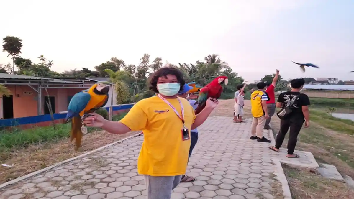 Ngabuburit Seru Ala Komunitas Palembang Free Fly, Latihan Bareng Menerbangkan Burung Macaw