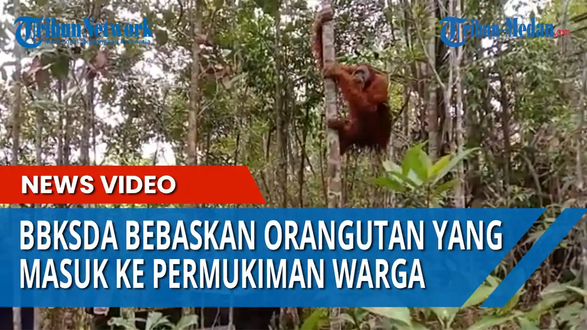 Hindari Konflik dengan Manusia, BBKSDA Lepasliarkan Orangutan Tapanuli Cagar Alam Dolok Sipirok