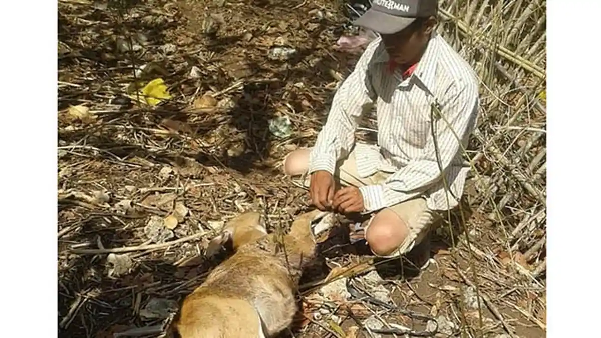 Bangkai 4 Godel Tercabik-cabik, Warga Bunga Mekar Sebut Serangan Anjing Liar