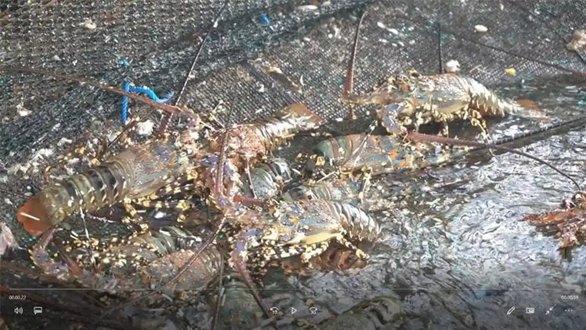 Menteri Trenggono Optimis Indonesia Jadi Pemasok Lobster Dunia