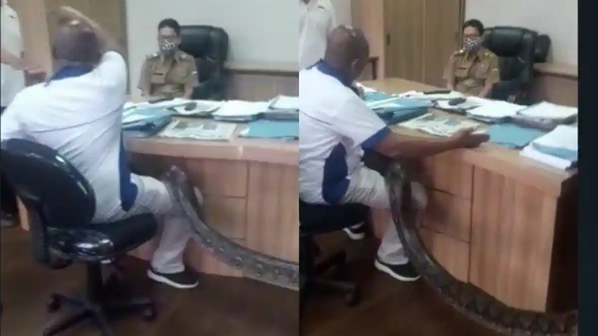 VIRAL Pria Marah-marah Paksa Minta Proyek ke Kadis di Bandung Barat, Nekat Bawa Ular Piton Besar