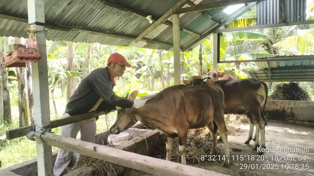 8.000 Sapi di Gianyar Bali Sudah Tuntas Divaksin PMK, Capaian Rabies Tembus 71 Ribu Ekor - Tribun-bali.com
