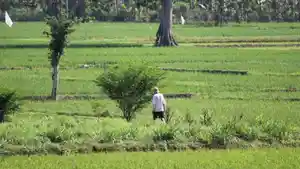 LAHAN-PERTANIAN-Lahan-pertanian-di-Kampung.jpg