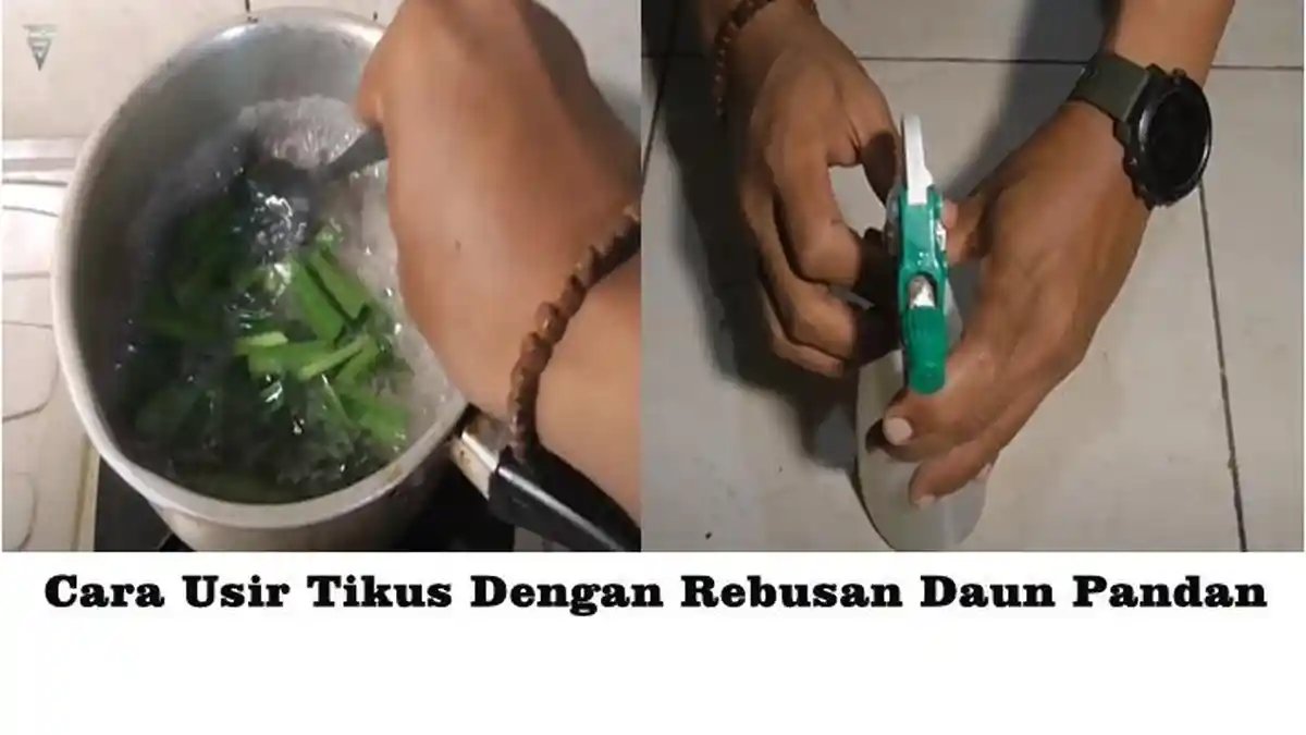 Cara Mengusir Tikus dengan Air Rebusan Daun Pandan, Ini Tata Cara Membuatnya
