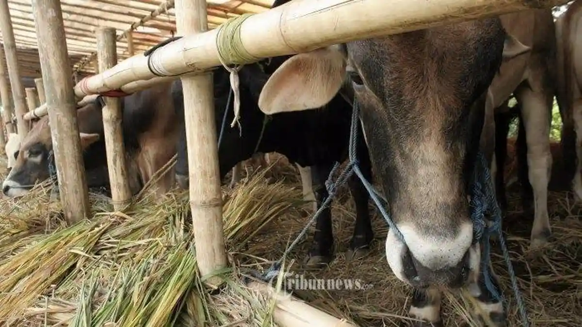 JELANG Idul Adha 2021, Cek Daftar Harga Hewan Kurban, Kambing Seharga Rp 1,4 Juta, Sapi Rp 12,5 Juta