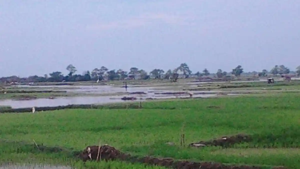 Ratusan Hektar Sawah di Muara Enim Terendam