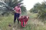 Pabrik Kelapa Sawit yang Hargai TBS di Bawah Rp2800 / Kg Disanksi Teguran