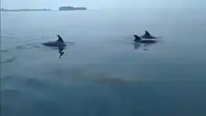 kawanan-lumba-lumba-ini-terlihat-berenang-di-perairan.jpg