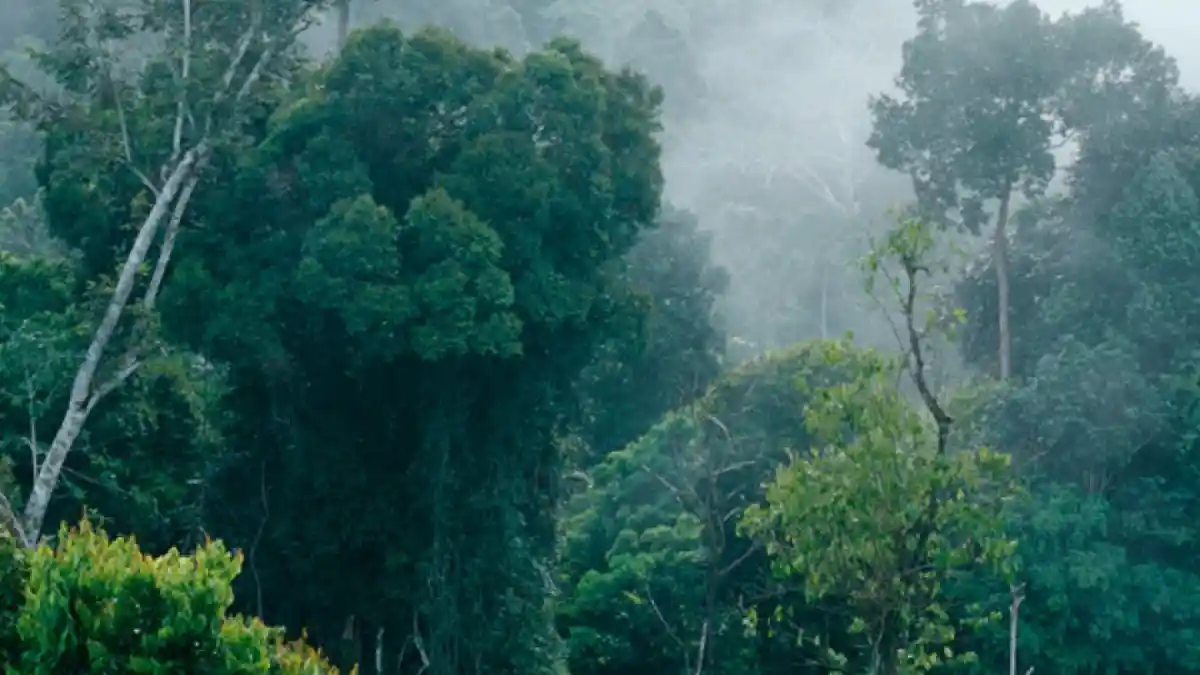 6 Hutan di Indonesia yang Terkenal Angker, Ceritanya Bikin Merinding
