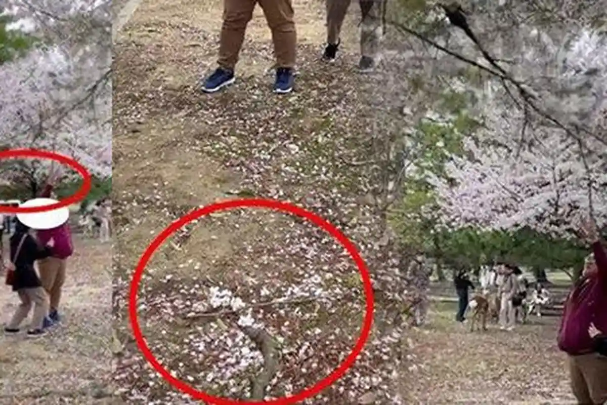 BIKIN MALU, Turis Indonesia Kena Semprot Usai Rontokkan Bunga Sakura di Jepang hingga Dicap Bodoh