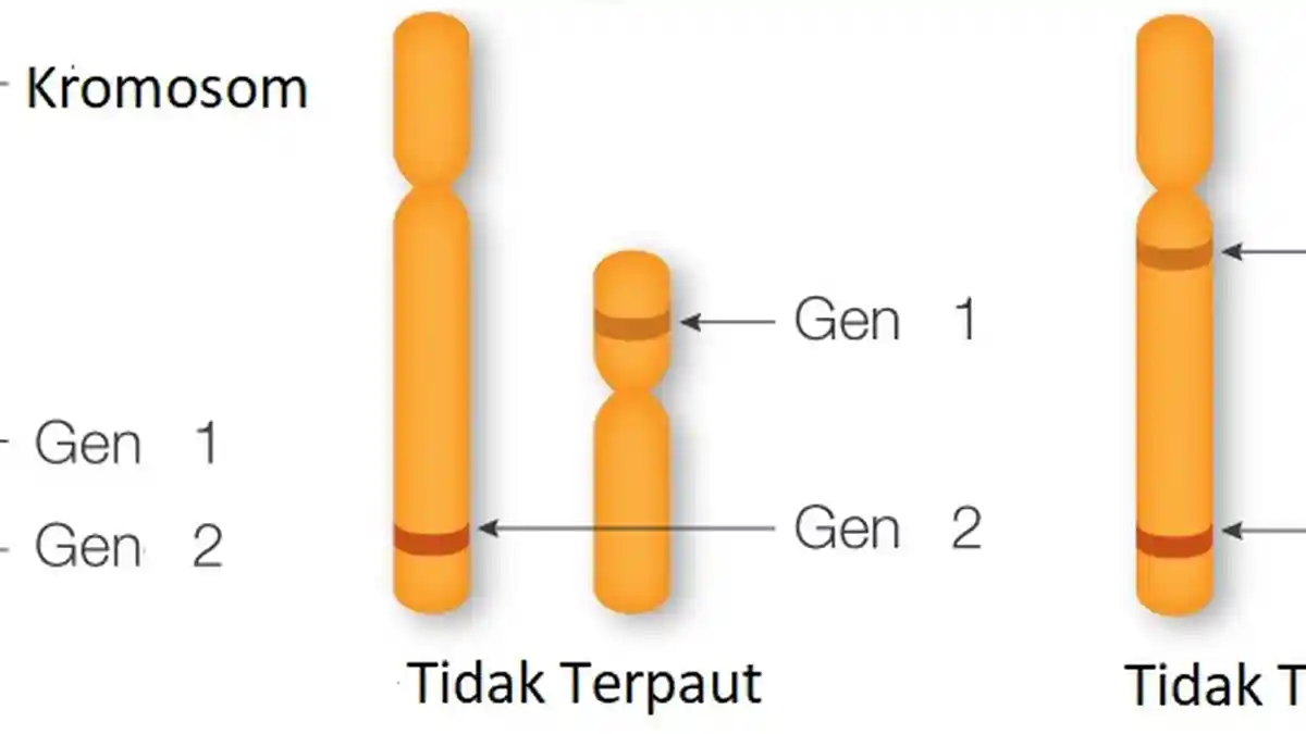 Pautan Seks Pada Manusia dan Hewan, Materi Belajar Biologi Kelas 12
