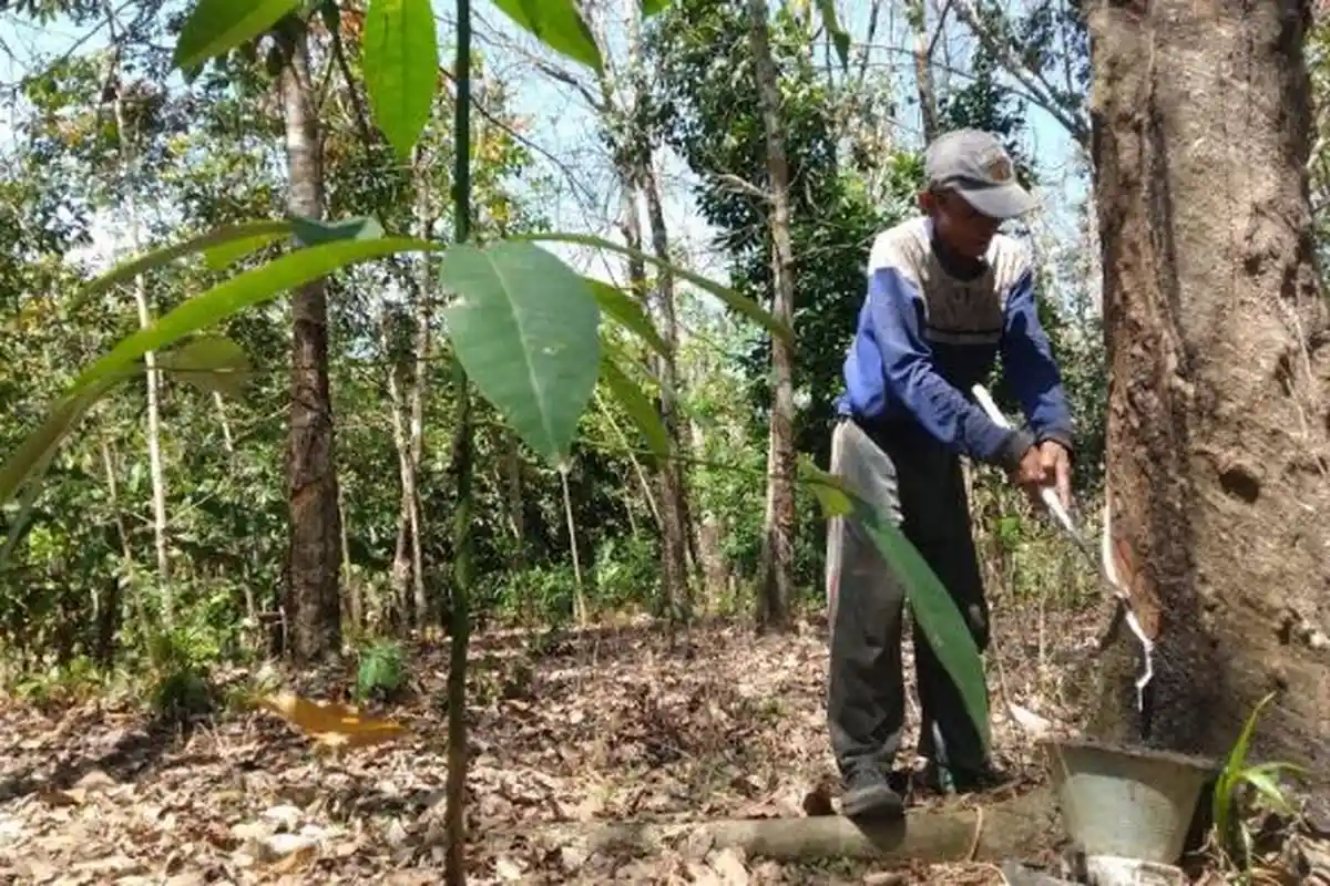 Kemarin Turun, Harga Karet Sumsel Hari Ini Naik Tipis