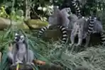 Berlibur di Bali Zoo saat Pandemi Covid-19
