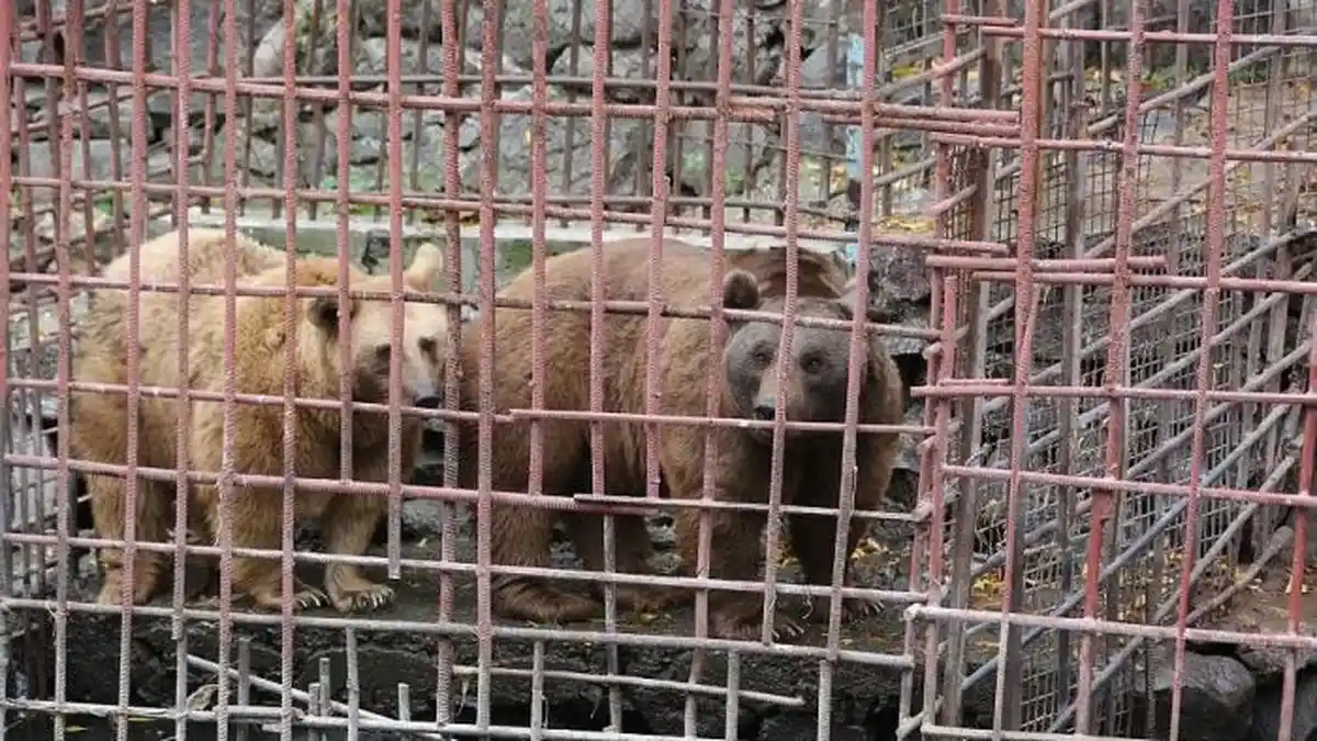 Menyedihkan, Sepasang Beruang Ini Dikurung selama 10 Tahun dan Kelaparan
