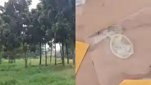 Ilustrasi-Ruang-Terbuka-Hijau-RTH-dan-kondom-bekas-pakai.jpg