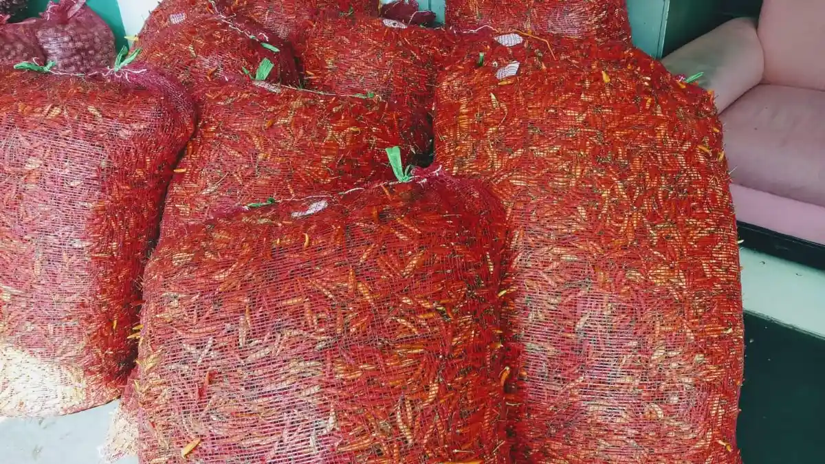 Harga Cabai Masih Tinggi, Harga Toko Tani Tetap Murah