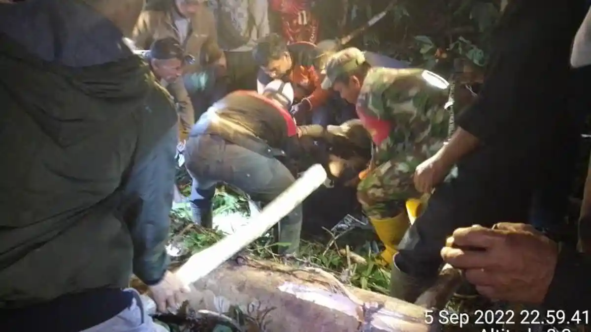 Tukang Chainsaw yang Hilang Ditemukan Meninggal Tertimpa Pohon yang Ditebangnya