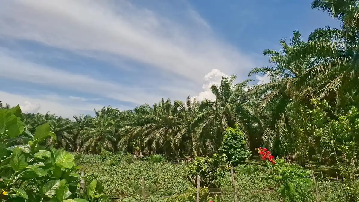 Harga TBS Sawit di Bengkulu Utara Turun hingga Rp 50 tiap Kilogram, Berikut Daftar Harga Terbaru