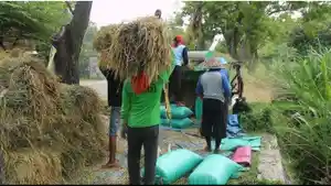 Para-Petani-Sedang-Panen-Gabah-Di-Ponorogo.jpg