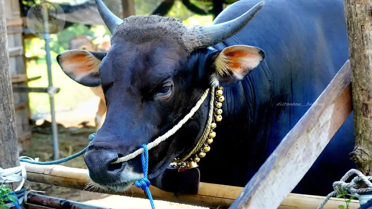 MODAL Rp11 Juta, Sapi Peliharaan Ketut Sukata di Buleleng Dibeli Presiden Senilai Rp162,4 Juta
