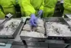 Mengintip Pabrik Pengolahan Udang Beku di Situbondo