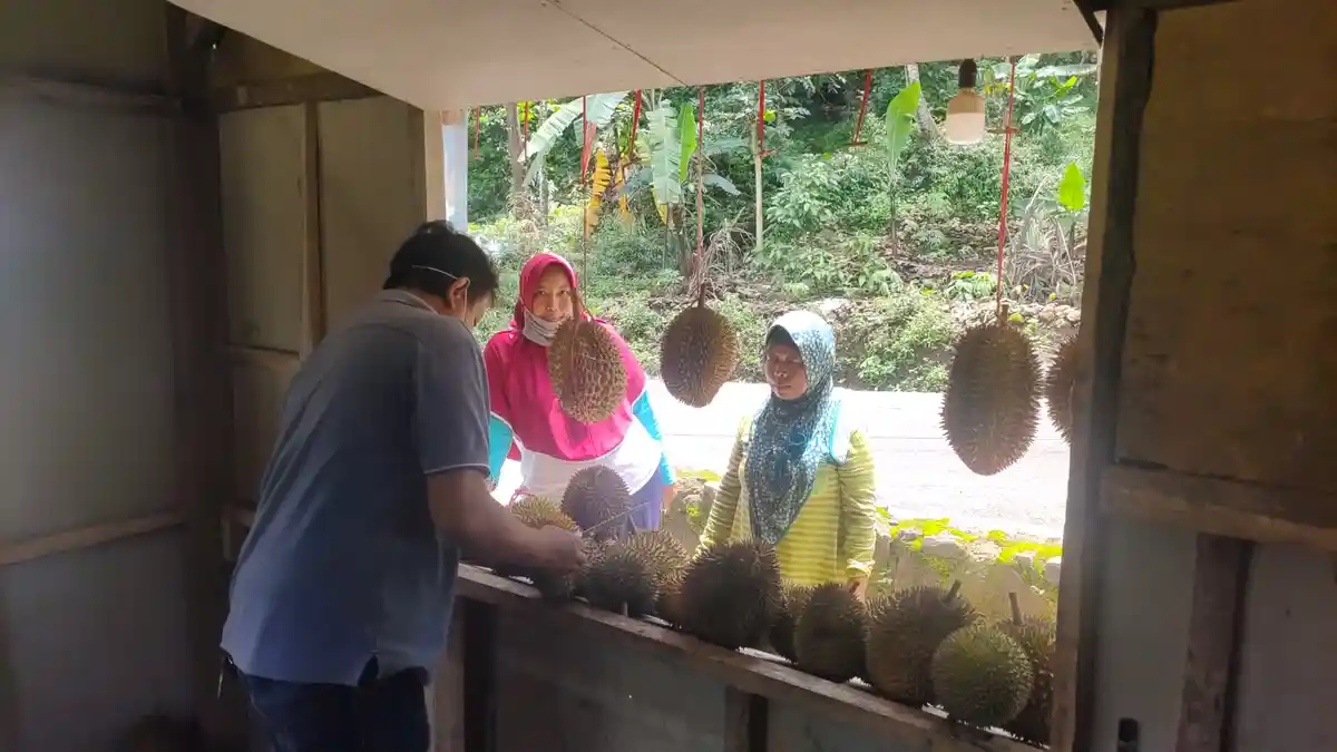 Cuaca Buruk di Awal Tahun 2021, Produksi Durian di Majalengka Menurun