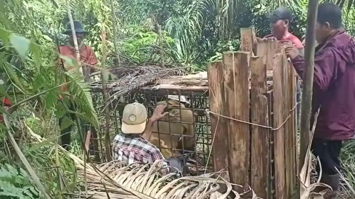 Hampir Sepekan Perangkap Dipasang, Harimau yang Makan Ternak Warga di Lunang Pessel Belum Tertangkap