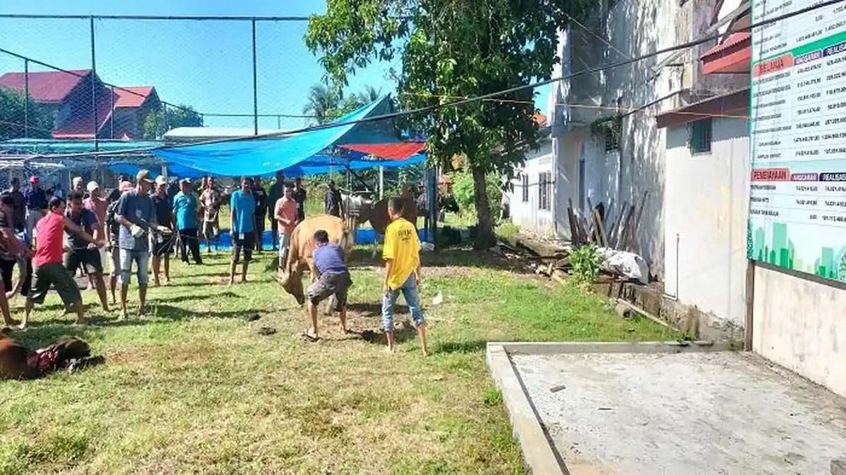 Melihat Proses Penyembelihan Sapi Kurban di Rawang Kota Pariaman, Para Pekerja Dibagi Per Kelompok