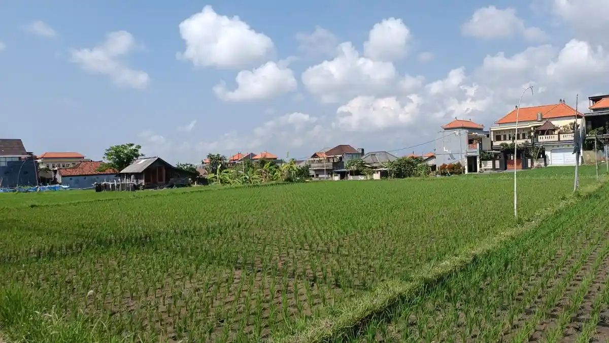 Dinas Pertanian Denpasar Akan Lakukan Perbaikan Irigasi, 150 Hektar Sawah Diperkirakan Terdampak
