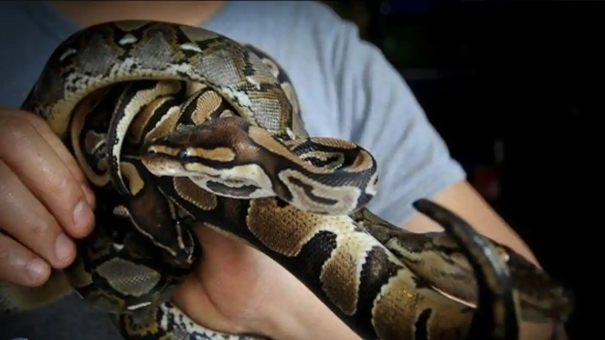 Damkar Depok Evakuasi Biawak dan Ular Kobra di Permukiman, Belasan Warga Terselamatkan