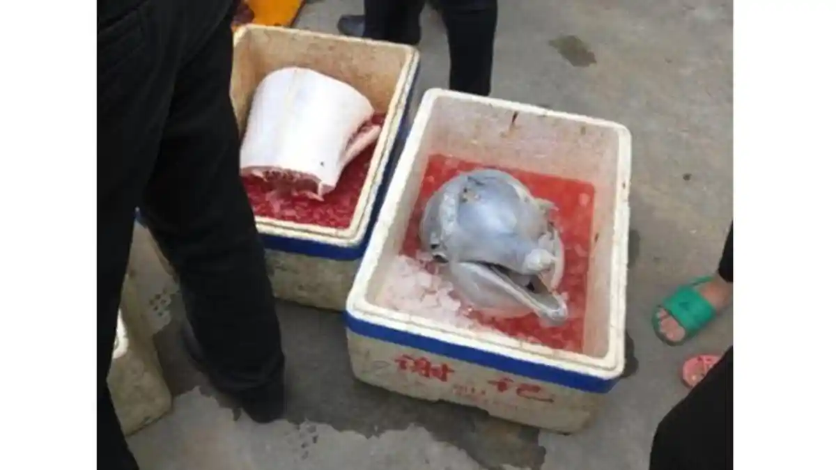 Astaga! Bukan Ikan Hiu, Lihat Makhluk Apa yang Ada di Dalam Kotak Es Ini, Netizen Dibuat Geram!