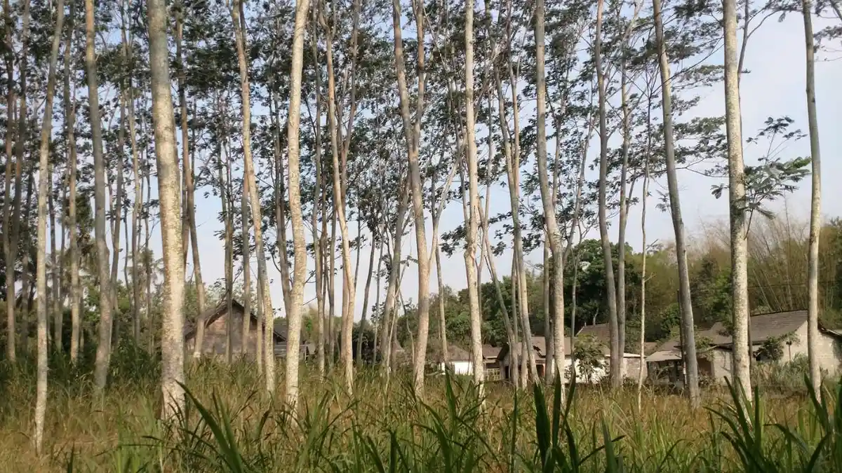 Bulan Menanam Pohon Nasional, Sampoerna Kayoe Tanam 67 Juta Pohon