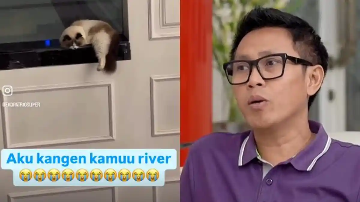 Kondisi Herme, Kucing Eko Patrio yang Ikut Dijarah, Stres dan Terluka, Beruntung Dirawat Sosok Ini