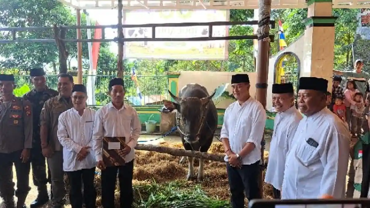 Prabowo Salurkan Sapi Kurban Jumbo ke Buleleng, Jadi yang Terbesar di Bali